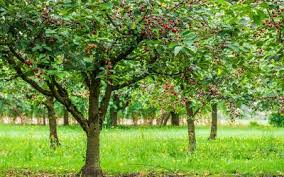 Luttez préventivement contre la moniliose étape 2 : Maladies Du Cerisier Gamm Vert