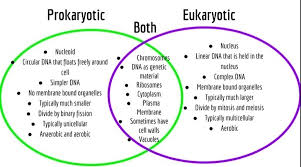 Image result for Prokaryotic and Eukaryotic Gene EVOLUTION