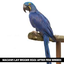 how big are macaw eggs what affects