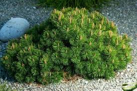 Cutting too close to the trunk can damage the tree. Pine Trees Buying Growing Guide Trees Com
