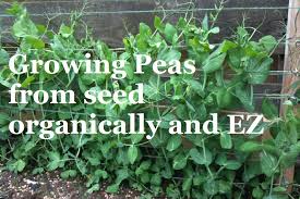 Seed Organic Vegetable Gardening