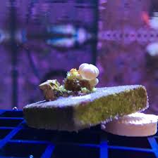 Start typing to see products you are looking for. Texas Powerball Bounce Mushroom Cc And Gum Drop Reef2reef Saltwater And Reef Aquarium Forum