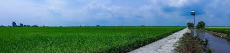 Sawah padi tali air 5, sekinchan, selangor, malaysia. Panoramic View Paddy Field Sawah Padi Junaidy Jaafar