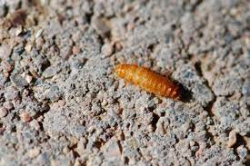 bug of the week carpet beetle larva