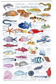 european sea fish