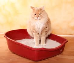 Learn more warning signs to watch for here. Urinary Blockage In Cats A Real Emergency
