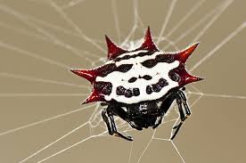 Maybe you would like to learn more about one of these? Spiders Pest Library Nozzle Nolen