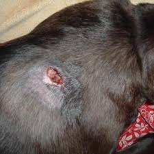 Immediate clinical symptoms of brown recluse or black widow bites can show up in just hours, and they could last up to days. My Dog Got Bit By A Spider What Should I Do Symptoms And Treatment