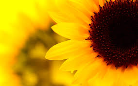 1920x1200 free sunflower wallpaper desktop hd widescreen computer backgrounds x for mobile phones. Free Download Sunflower Computer Background Pictures To Pin 1920x1200 For Your Desktop Mobile Tablet Explore 72 Sunflower Backgrounds Sunflower Wallpaper For Computer