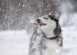 10 Dog Breeds That Love the Winter | Stacker