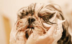 folliculitis in dogs symptoms