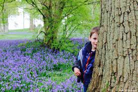 wakehurst place bluebells in sus