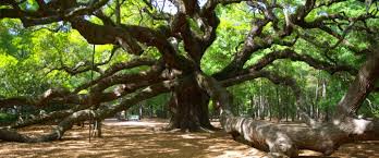 live oak tree facts archives southern