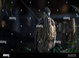 Angry Bird Great Blue Heron front photo small face long beak hunting for  fish funny facial expression Stock Photo - Alamy