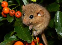 shy dormouse with pirate s face
