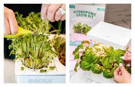 11 Home Growing Kits To Nourish Your