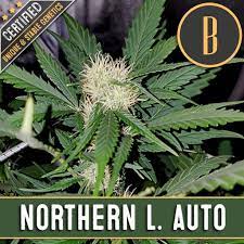 grow northern lights cans seeds in uk