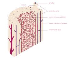 The compact bone is made up of osteon. Bone Anatomy Tobig