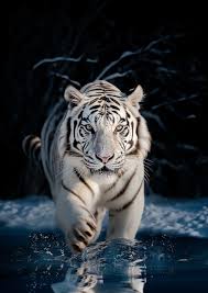 white tigers 3d tiger wild