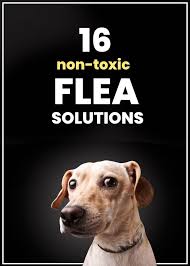 16 effective home remes for fleas