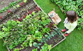 Backyard Vegetable Garden Eartheasy