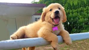 Thinking about a golden retriever as a pet? The Golden Retriever Facts And Information By Puppiesclub Medium