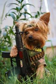 And there must be some demand for such an unlikely combination of cuteness and lethality. 37 Dogs With Guns Ideas Dogs Funny Animals Military Working Dogs