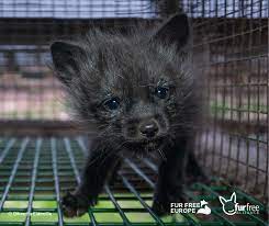 Fur Free Alliance - Sadly we were too late to help this fox. After a miserable life, he was brutally electrocuted on a fur farm in Finland. ?? You can now help