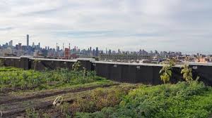 Picture Of Brooklyn Grange Rooftop Farm