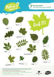 Autumn Leaf Identification For Kids Nature Detectives