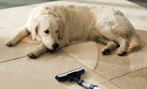 7 best pet safe carpet deodorizers