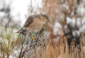 To belly crawl up to 4 feet. Cooper S Hawk Wikipedia