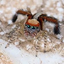 Paula cushing has been studying these strange animals for nearly 17 years, and says there is so little known about them, that anyone can discover. Spiders Of North West Europe Identify Information And Pictures