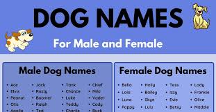 most por male and female dog names