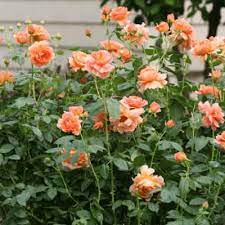 rose bushes the