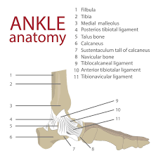 The tendon passes behind the inner ankle bone (medial malleolus) and underneath the foot attaching to the tarsal bones. Torn Ligament Or Tendon In The Foot
