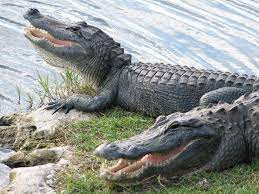 11 best places to see alligators in florida