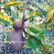 Sapota plants are ever green in nature. Buy Chikoo Sapota Variegated Graft Fruit Plants Greens Of Kerala