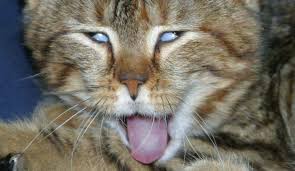 funny cat tongue wallpapers hd