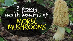 How To Find And Identify Morel Mushrooms Wild Foodism