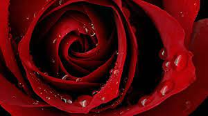 700 rose pictures wallpapers com