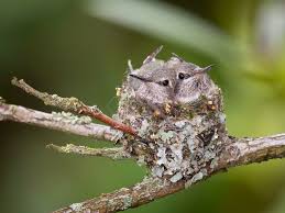Anna S Hummingbird Babies From Eggs To