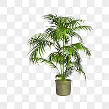 Houseplant Png Vector Psd And