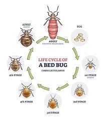 How Fast Do Bed Bugs Spread Purcor