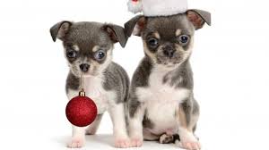 chihuahua puppies wallpapers backiee