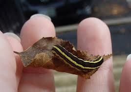 That Aint No Monarch Meet These Other Caterpillars That