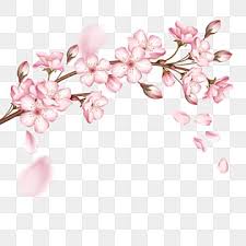cherry blossom branch png vector psd