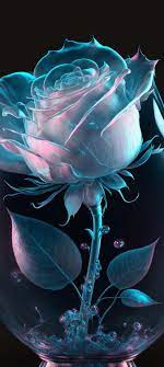 beautiful rose wallpaper images chand