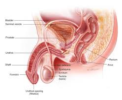These external organs include the penis, scrotum and testicles. Vasectomy Treatment Information Urology Care Foundation