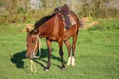 what-is-the-rarest-horse